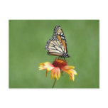 Monarch Postcard