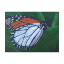 Monarch Postcard