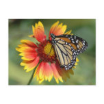 Monarch Postcard