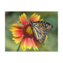 Monarch Postcard