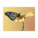 Monarch postcards