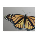 Monarch postcards