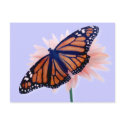 Monarch postcards