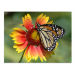 Monarch Postcard