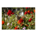 "Monarch" posters by michaelsnydermusic "Monarch" posters