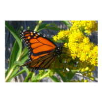 Monarch posters
