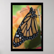 Monarch Royal Poster
