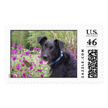 Monarch Stamp stamps