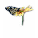 Monarch t-shirts