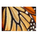 Monarch Wing ~ ATC business cards by Andy2302 Monarch Wing ~ ATC business cards