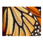 Monarch Wing ~ postcard