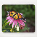 monarch with wings spread on cone flower mousepads
