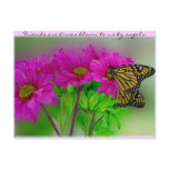 Monarchs and Daisies Postcard