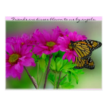 Monarchs and Daisies Postcard