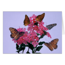 Monarchs and Pink Penta cards