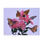 Monarchs and Pink Penta Postcard