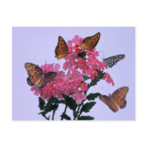 Monarchs and Pink Penta postcards by roimim Monarchs and Pink Penta postcards