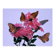 Monarchs and Pink Penta Postcard