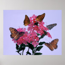 Monarchs and Pink Penta Posters