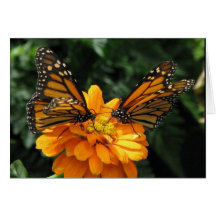 Monarchs Card