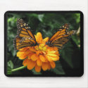 Monarchs mousepads