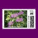 Monarda Postage postage