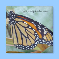 monark butterfly magnets