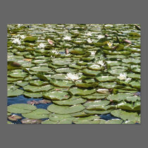 Monet-style Water Lillies Print
