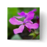 Money Plant - Lunaria Annua Pins