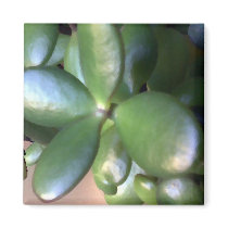 Money Plant Magnet