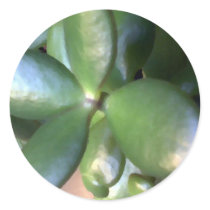 Money Plant Sticker