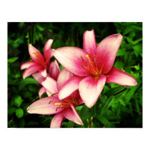 Moneymaker Lily posters
