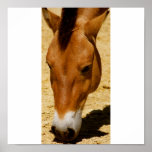 Mongolian Horse posters
