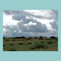 Mongolian Horses posters
