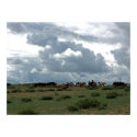 Mongolian Horses posters