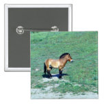 Mongolian (Przewalskii) Wild Horse Button