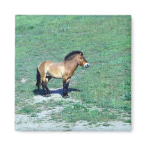 Mongolian (Przewalskii) Wild Horse Fridge Magnets