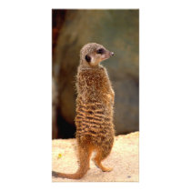 Mongoose10 photo cards by Irishdreams Mongoose10 photo cards