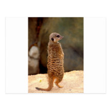 Mongoose10 Postcard