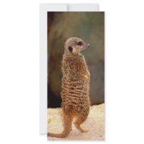 Mongoose10 Full Color Rack Card