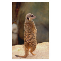 Mongoose10 stationery