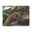 Mongoose Happy Hour postcards by Rebecca_Reeder Mongoose Happy Hour postcards