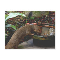 Mongoose Happy Hour postcards