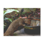 Mongoose Happy Hour Post Card