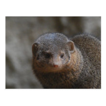 Mongoose Postcard