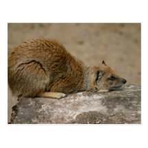 Mongoose Postcard