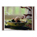 Mongoose Watering Hole cards