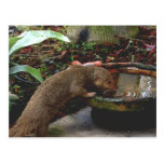 Mongoose Wildlife Happy Hour Post Cards