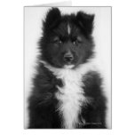 Mongrel Dog, Studio Shot Card