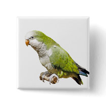 Monk Parakeet buttons